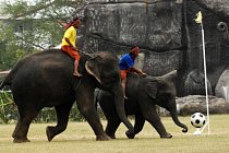 Sloni během Elephant World Cupu v Thajsku.