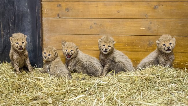 Zoo Praha se dočkala přírůstků u gepardů po 2,5 letech. 