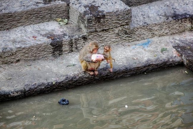 Dvojice zvědavých makaků si prohlíží odhozenou plastovou láhev před chrámem Pašupatináth v nepálském Káthmándú.