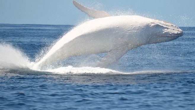 Jediná bílá velryba na světě. Migaloo existuje a popírá celou řadu přírodních zákonů