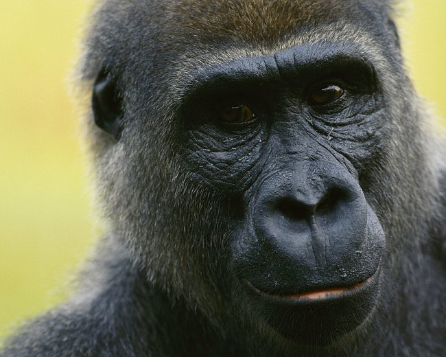 Gorila nížinná (Kongo)