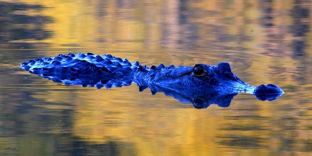 Modrý aligátor americký