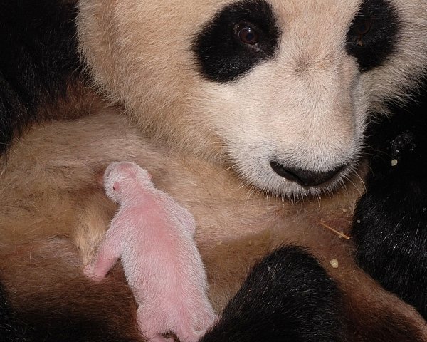 Pandí miminko
