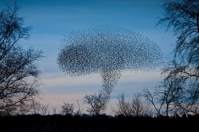 Zima spojila stovky ptáků, kteří na obloze v anglickém Avalonu vytvořily houbový mrak.