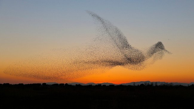 Tisíce špačků předvedly úchvatnou podívanou na španělském pobřeží Costa Brava, kdy se v jednu chvíli proměnily v obrovského ptáka.