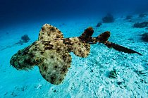 Raja Ampat, Indonésie: Tečkovaný žralok obrovský