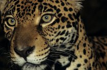Jaguár (Panthera onca) je po tygrovi a lvovi největší kočkovitou šelmou. Svou kořist usmrcuje neobvyklým způsobem - prokousne jí lebku.