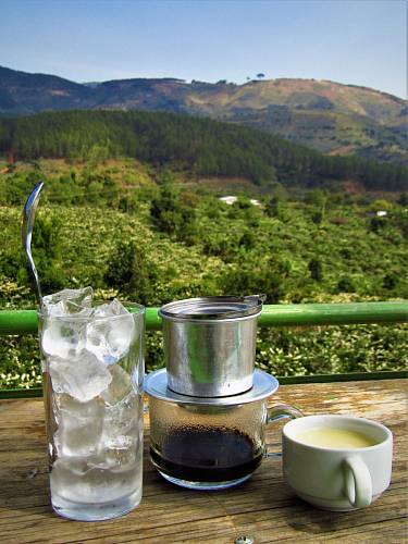 Vynikající ledovou kávu lze ochutnat uprostřet kávových plantáží.