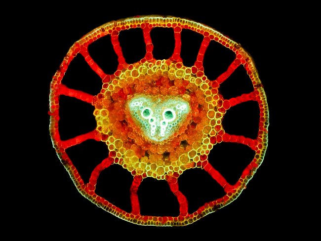Příčný řez řapíkem marsilky pod fluorescenčním mikroskopem. Marsilka je mokřadní rostlina a tak se musí umět vypořádat s nedostatkem vzduchu v zaplavených částech - vyřešila to soustavou velkých inter
