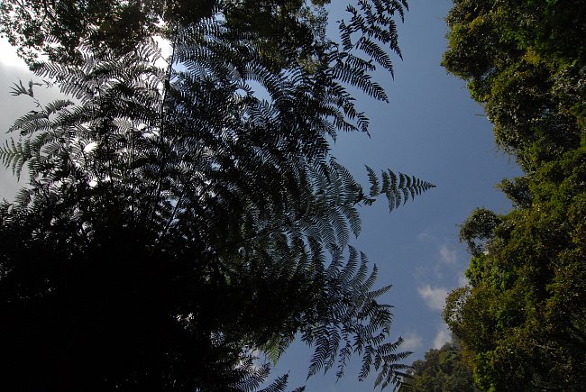Stromové kapradiny na mexicko-guatemalské hranici