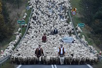 Když pastýři ženou svá stáda před zimou z kopců polských Karpat dolů do údolí, vozy obklopí tisíce zvířat a je jasné, kdo má přednost.