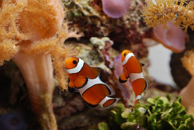 Clownfish amongst reef
