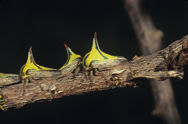 Trn, nebo hmyz (Umbonia crassicornis)? 