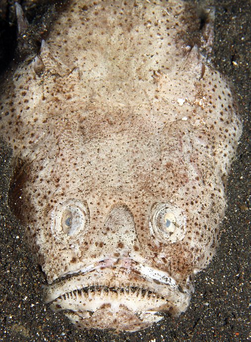Tato ryba patří do čeledi nebehledovití (Uranoscopidae). Název čeledi odkazuje na oči ryby, které jsou umístěny nahoře na hlavě a vzhlížejí k nebi (angl. název stargazer odkazuje na to samé, jen se po