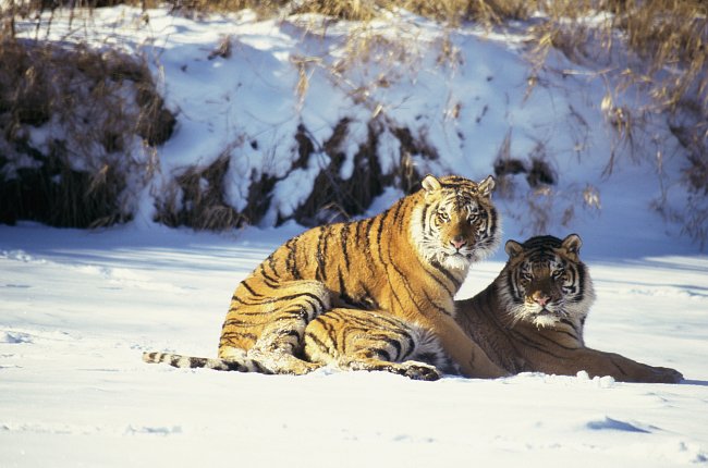 Tygr je největší a nejmohutnější kočkovitá šelma, samci váží přes 300 kilogramů. Samci jsou výrazně větší než samice: ty váží mazi 70 a 170 kilogramy. Samice se častokrát vydává sama na cesty a hledá 