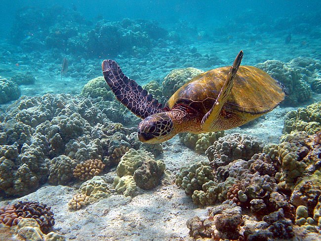 Mořské želvy se živí chaluhami, řasami, měkkýši, medúzami a rybami. 
