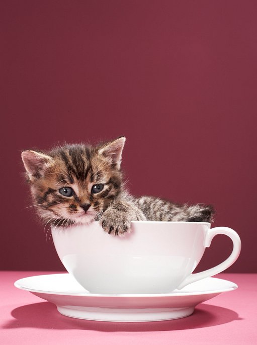 Kitten in cup and saucer