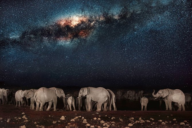 Dechberoucí spojení - Mléčná dráha na obloze a stádo slonů, které se uprostřed noci přišlo osvěžit ke zdroji vody v africké Namibii.