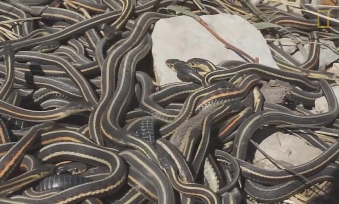 Severoamerické užovky rodu Thamnophis