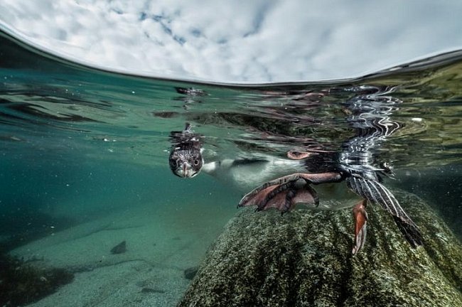 Mladý kormorán modrooký se možná poprvé zkouší potápět nedaleko pobřeží. Na březích Antarktického poloostrova hnízdí nebo hledá potravu mnoho mořských ptáků.