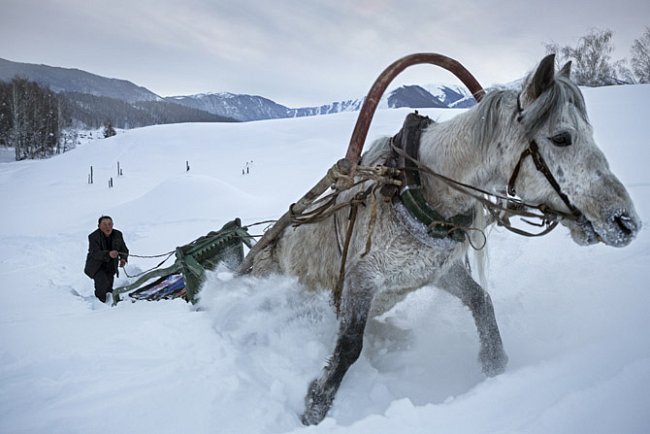 Kůň se snaží táhnout chana, typ saní, hlubokým sněhem. Zkušení altajští lyžovníci jsou také vyhlášení  jezdci a hlásí se původem k mongolským válečníkům, kteří kdysi ovládli tyto hory.