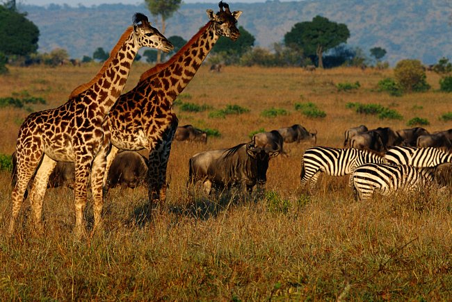 V Africe najdete mnoho zvířat na jednom místě aniž by vznikaly jakékoli konflikty.