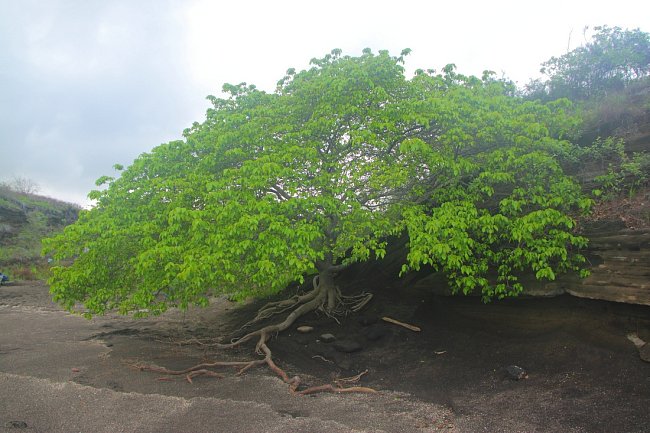  Hippomane mancinella