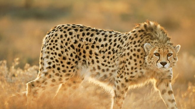 Gepardi v úzkých. EXKLUZIVNĚ PRO NG