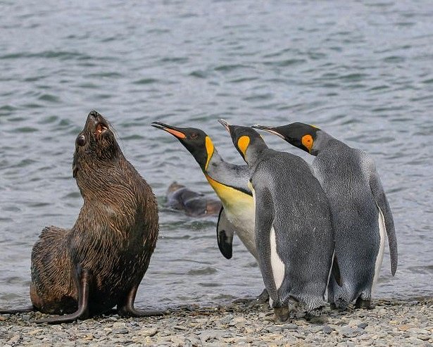 Já to nebyl, přísahám! Tito tučňáci patagonští v Jižní Georgii nebyli zřejmě nadšeni z přítomnosti lachtana.