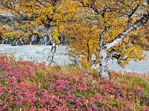 Vodopád Hraunfossar vypadá v září téměř stejně jako v dobách Vikingů: jsou tu břízy, borůvky bažinné a řeka Hvítá obarvená jílem nabílo.