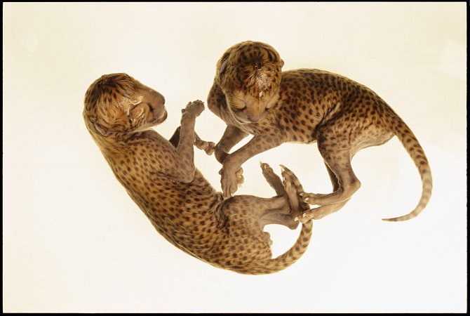Gepardi embrya