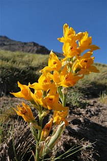 Zpočátku vedl výstup krásnými loukami, na kterých právě kvetly žluté orchideje (Chloraea alpina). 