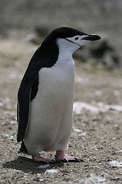 Tučňák uzdičkový