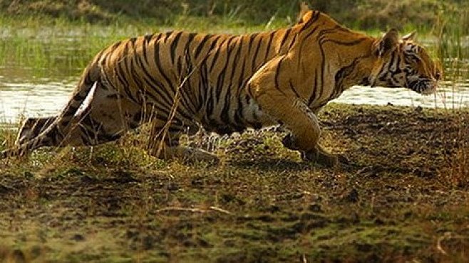 Machli – nejslavnější tygřice světa. Její příběh se chýlí ke konci…