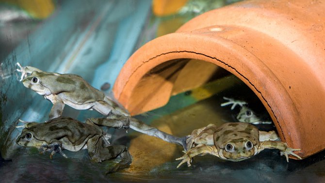 O pozoruhodnosti vodnice se návštěvníci Zoo Praha budou moci přesvědčit ještě během letošního jara, kdy zoo otevře speciální expozici jezera Titicaca.