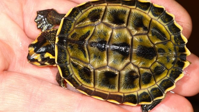 Pražská zoo rozmnožila jako první na světě želvu korunkatou