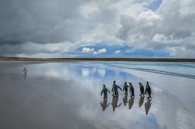 Tisíce párů tučňáků patagonských se potule po pláži na Volunteer Point na ostrově East Falkland. V 60. letech 19. století jich byly na ostrovech pozorovány jen malé počty, ale od 70. let 20. století jejich populace plynule roste.