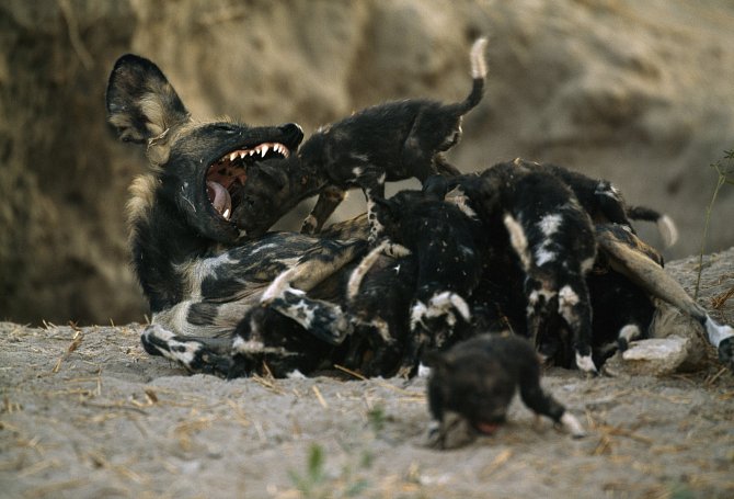Pes hyenovitý hra