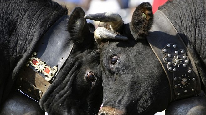 OBRAZEM: Bitva královen. Krávy bojují při prastarém švýcarském rituálu