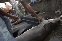 Obchodník měří žraločí ploutev na tradičním indonéském tržišti v Lampulo (Banda Aceh). O žraločí ploutve mají zájem zákazníci především v Číně, Hongkongu a Singapuru. Jako ingredience do tradiční polé