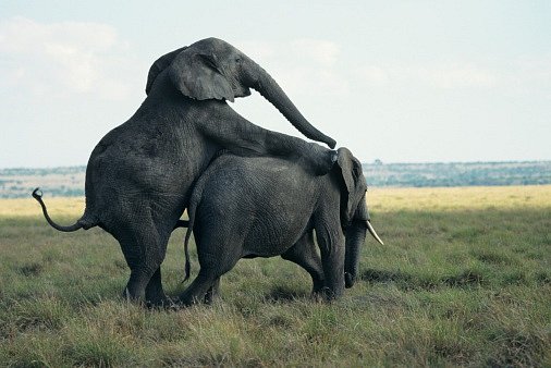 Mladí sloni samici nikdy neoplodní, souvisí to prý s délkou jejich penisu.