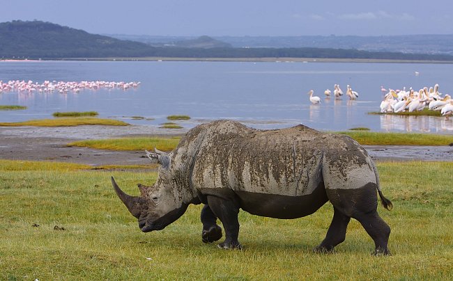 White Rhino