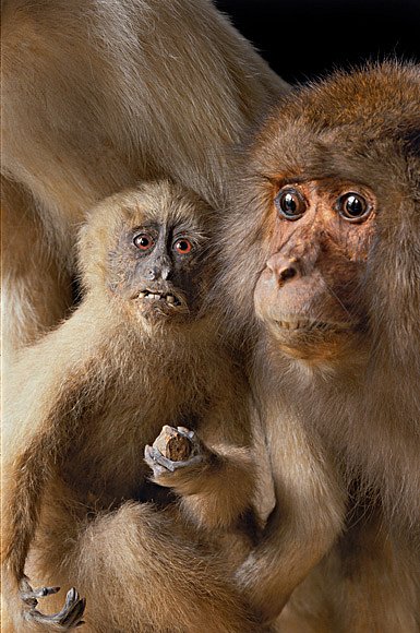 Japonsko bylo uzavřené většině cestovatelů ze Západu, když v roce 1829 Philipp Franz von Siebold, německý lékař a sběratel, dokázal přivézt ukázky japonské fauy a flory – včetně makaka japonského – do