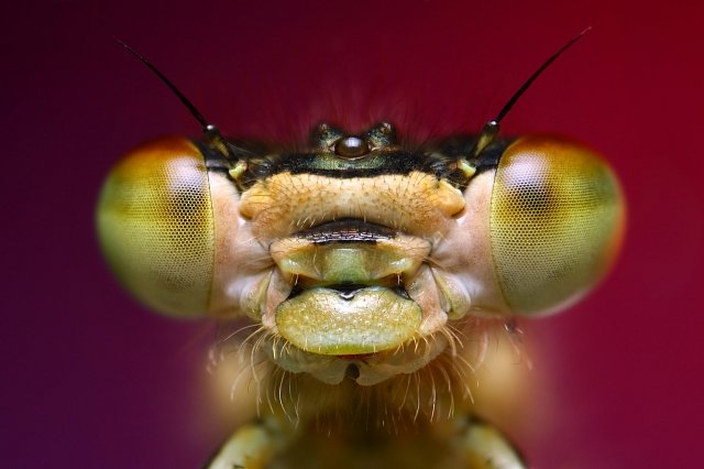 Z vajíčka se nejdřív vylíhne prelarva (bez  funkčních končetin),  po nějaké době (v rozmezí několika vteřin až po hodiny) promění v první larvární stádium, během kterého žije larva  ve vodě. Larvy jso