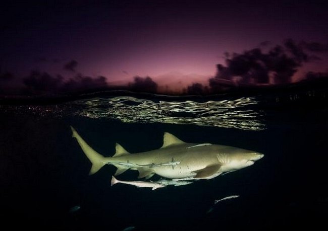 Bahamy: Žralok citronový