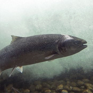 Odborné organizace, včetně Beleco, se podílejí na návratu lososa do českých řek.