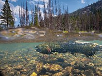  Losos čavyča se tře v přítoku řeky Salmon. Mrtvé borovice lemují břehy. Stromy jsou pro ohrožené lososy důležité: zpomalováním tání sněhu udržují studenou vodu ve vodních tocích během jara a omezují tvorbu usazenin. 