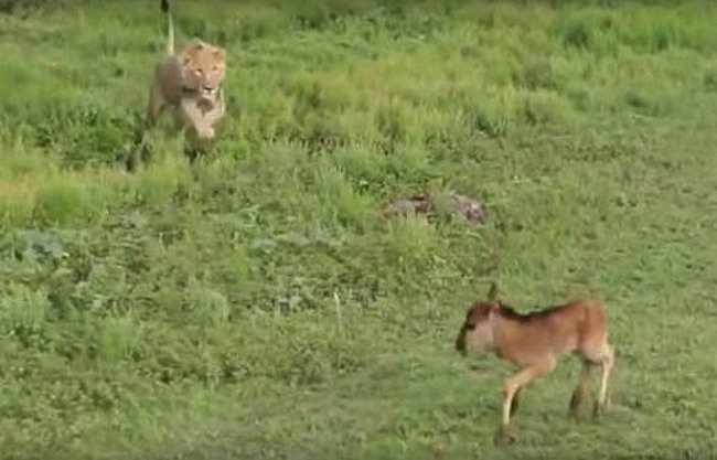 Přátelství mezi lvem a antilopou?