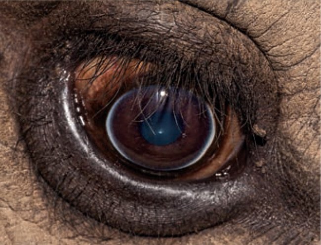 9. Čí jsou to oči?  a) hroch obojživelný b) kočka domácí c) nosorožec tuponosý