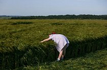 Dívka zkoumá kruh v obilí poblíž vesnice Sixpenny Handley na severovýchodě anglického hrabství Dorset.